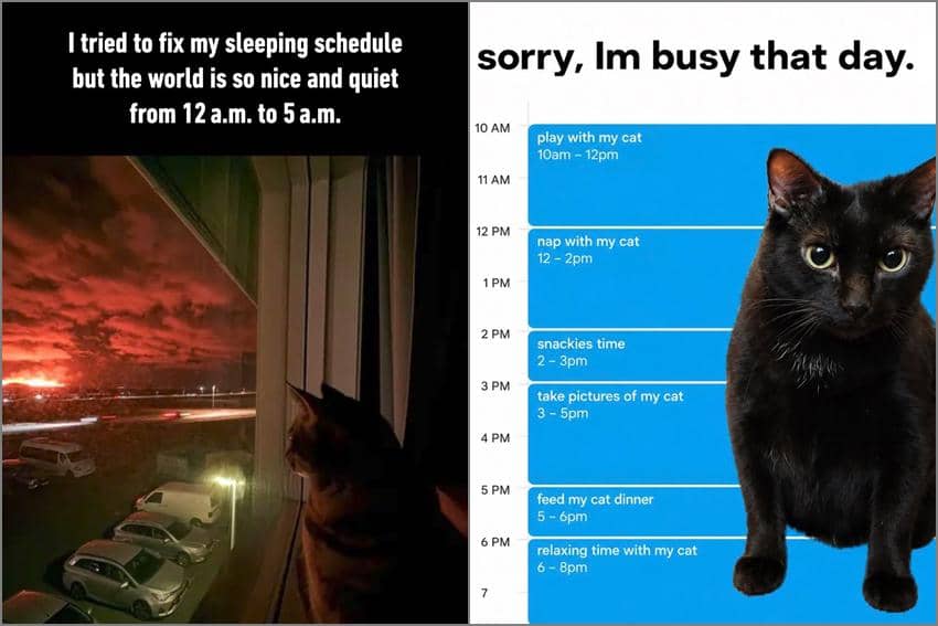 8 Meme Kucing tentang Jadwal, Bangun Pagi demi Ngasih Makan