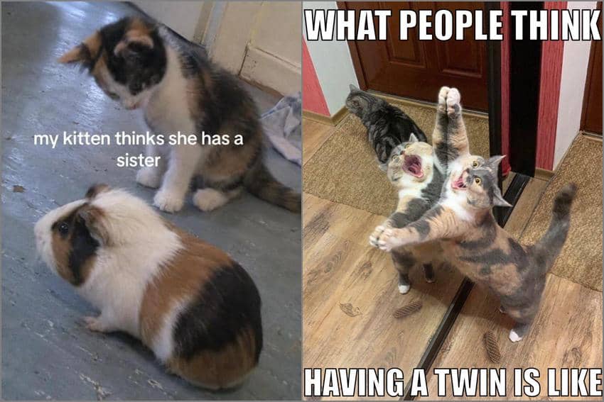 8 Meme Kucing tentang Kembar, Tingkah Laku Mereka Persis!