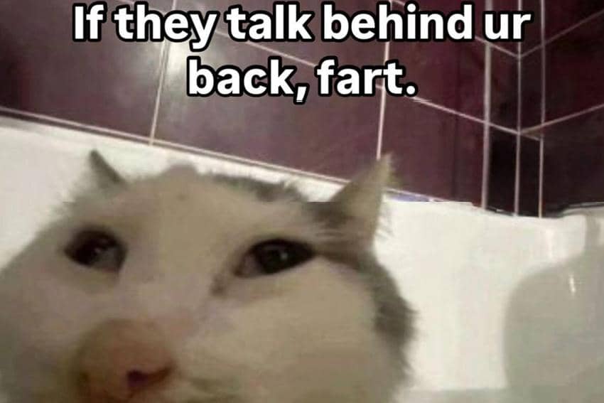 8 Meme Kucing tentang Saran, Gak Ada yang Beres, dah!