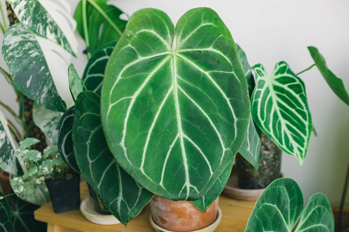 ilustrasi anthurium crystallinum