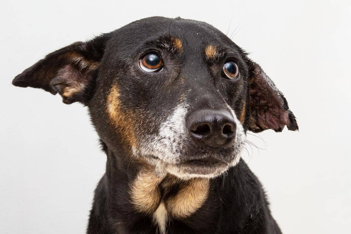 Benarkah Anjing Bisa Mencium Rasa Takut Manusia? Ini Kata Studi!