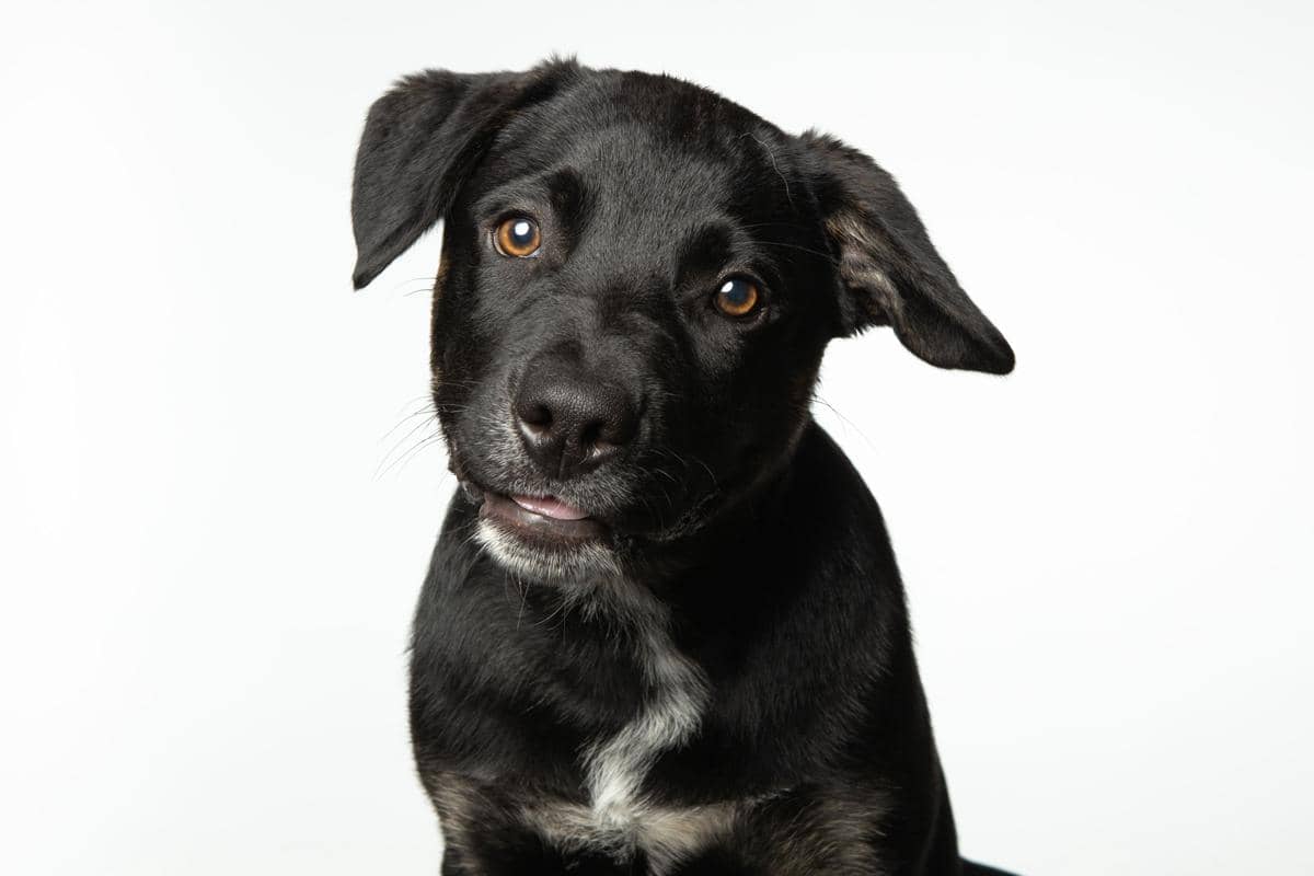 Seekor anjing menelengkan kepala.