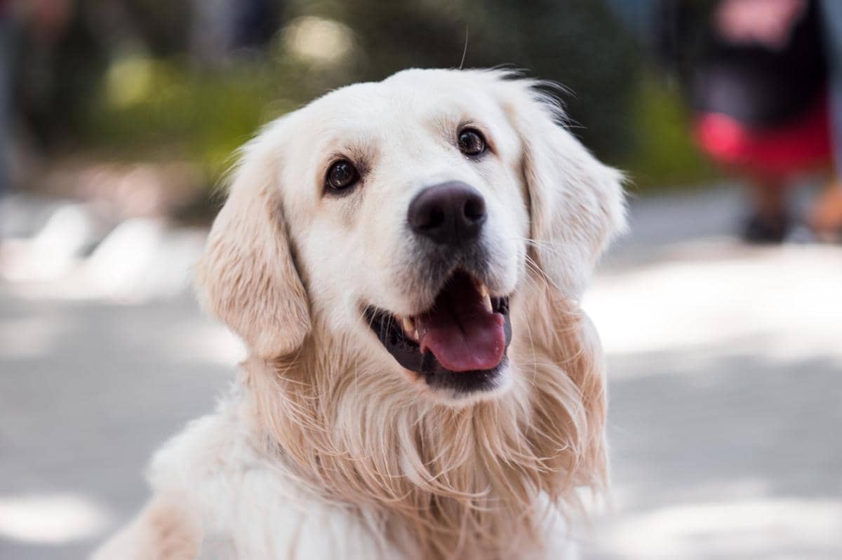 Anjing Golden Retriever tersenyum.