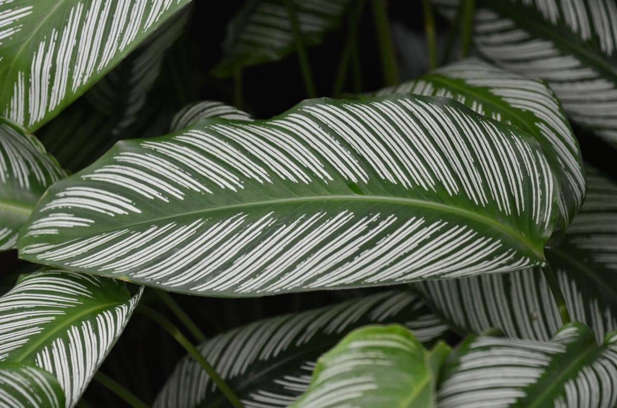 ilustrasi calathea