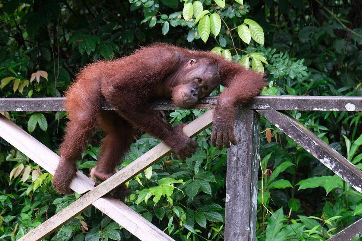 Orangutan Kalimantan (Pongo pygmaeus).