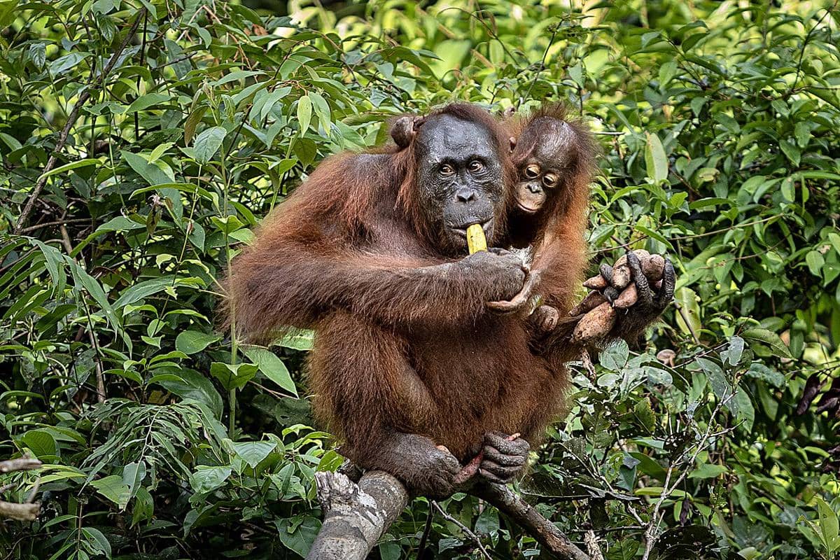 Orangutan Kalimantan (Pongo pygmaeus).