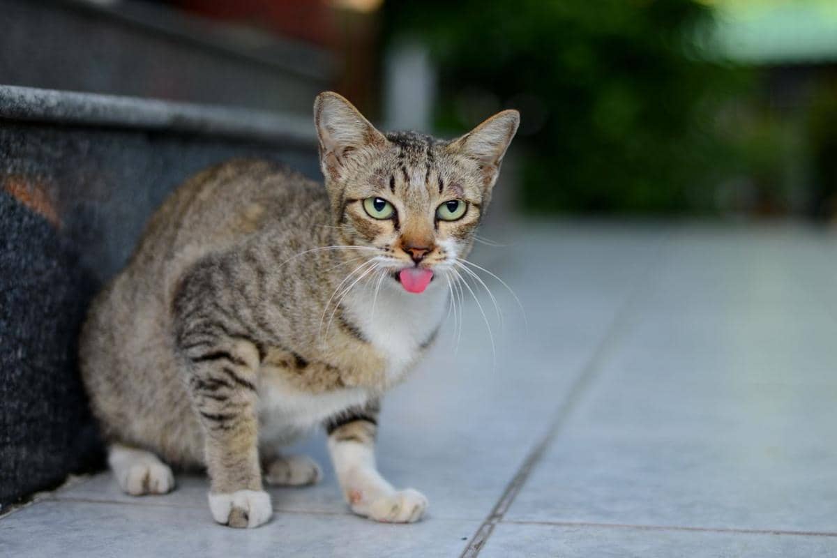 tips agar kucing Anda tetap sejuk