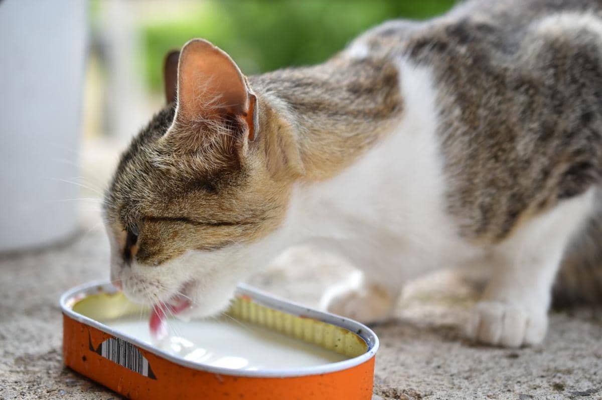 tips agar kucing Anda tetap sejuk