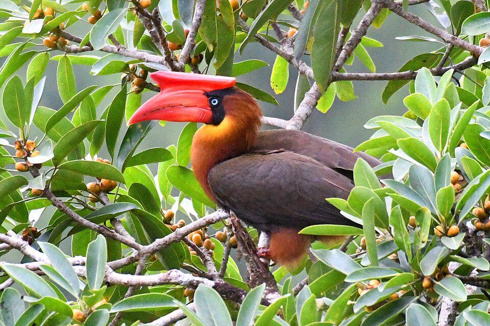 Burung enggang merah endemik Filipina