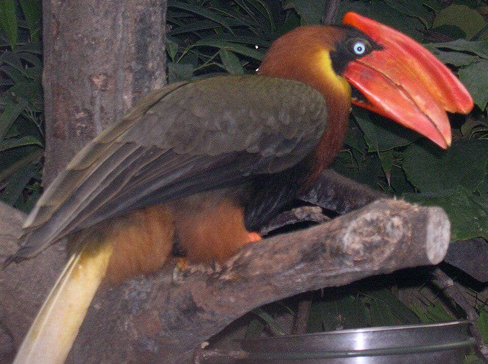 Buceros hydrocorax
