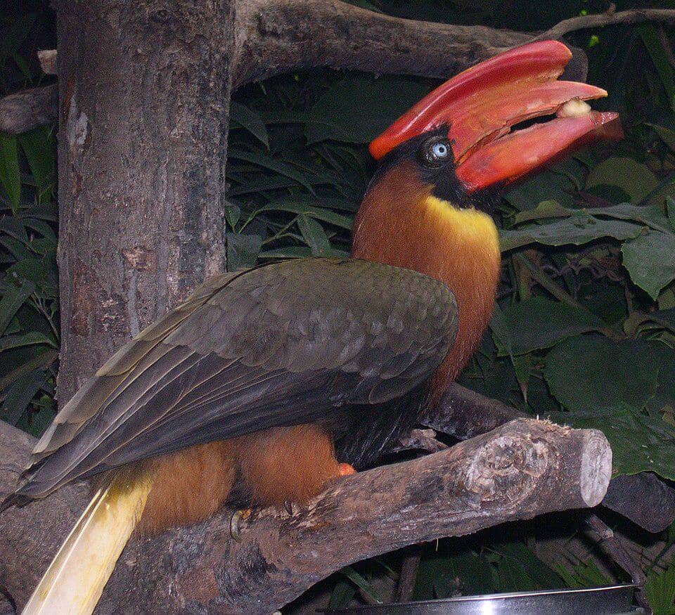 Buceros hydrocorax memakan biji dan buah-buahan