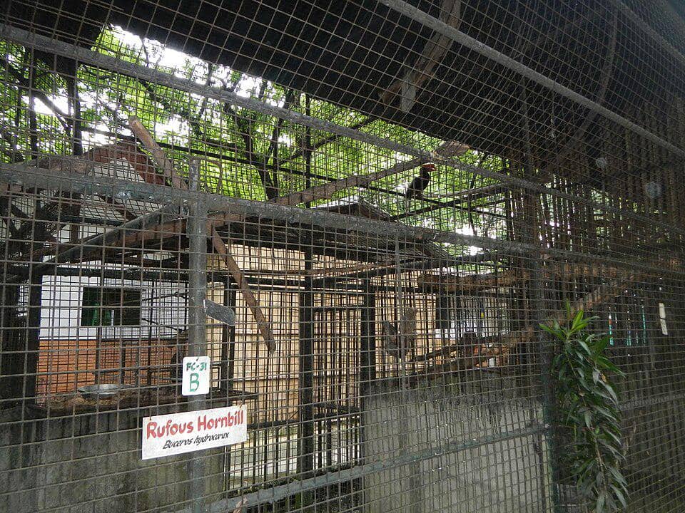 Penangkaran sementara burung enggang merah