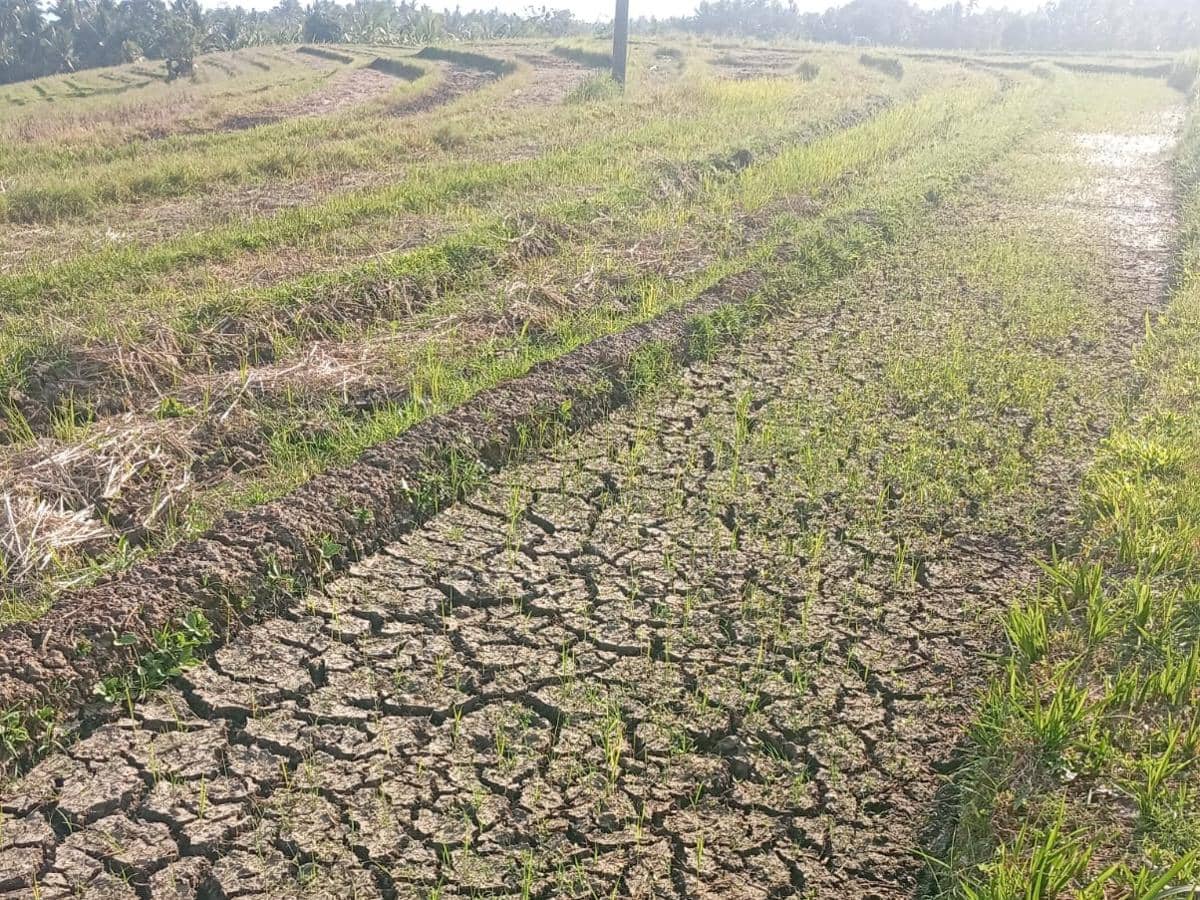 115 Hektare Tanaman Padi di Tabanan Rusak Akibat Kekeringan