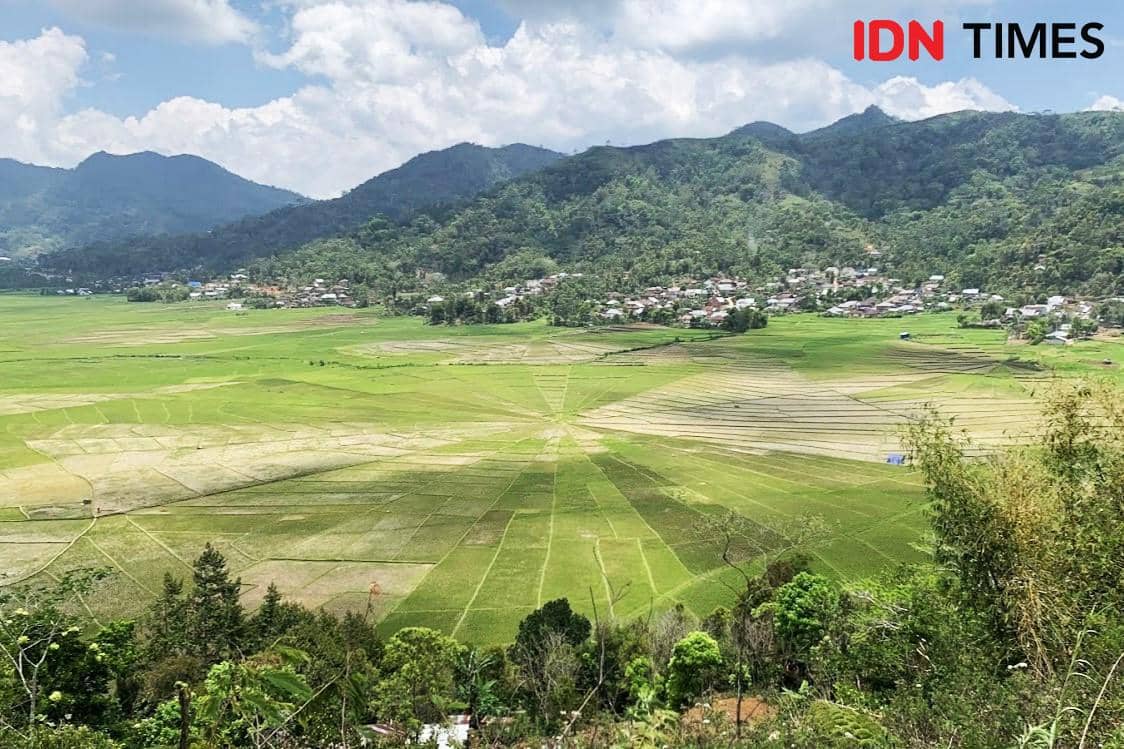 Potret Lingko Lodok Cancar di Manggarai, Nusa Tenggara Timur 