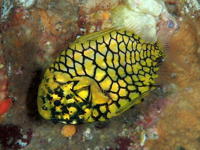 5 Fakta Pinecone Fish, Ikan dengan Sisik Keras dan Organ Bercahaya