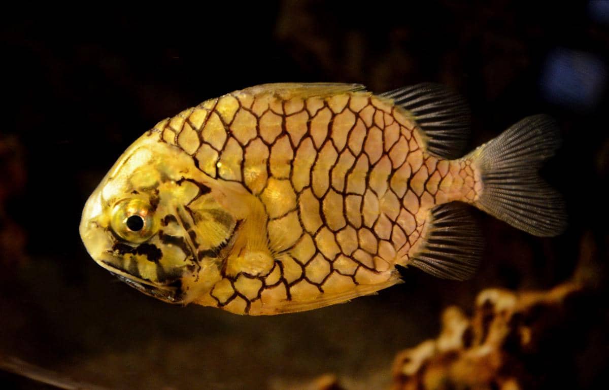 pinecone fish