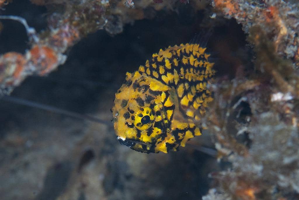 pinecone fish