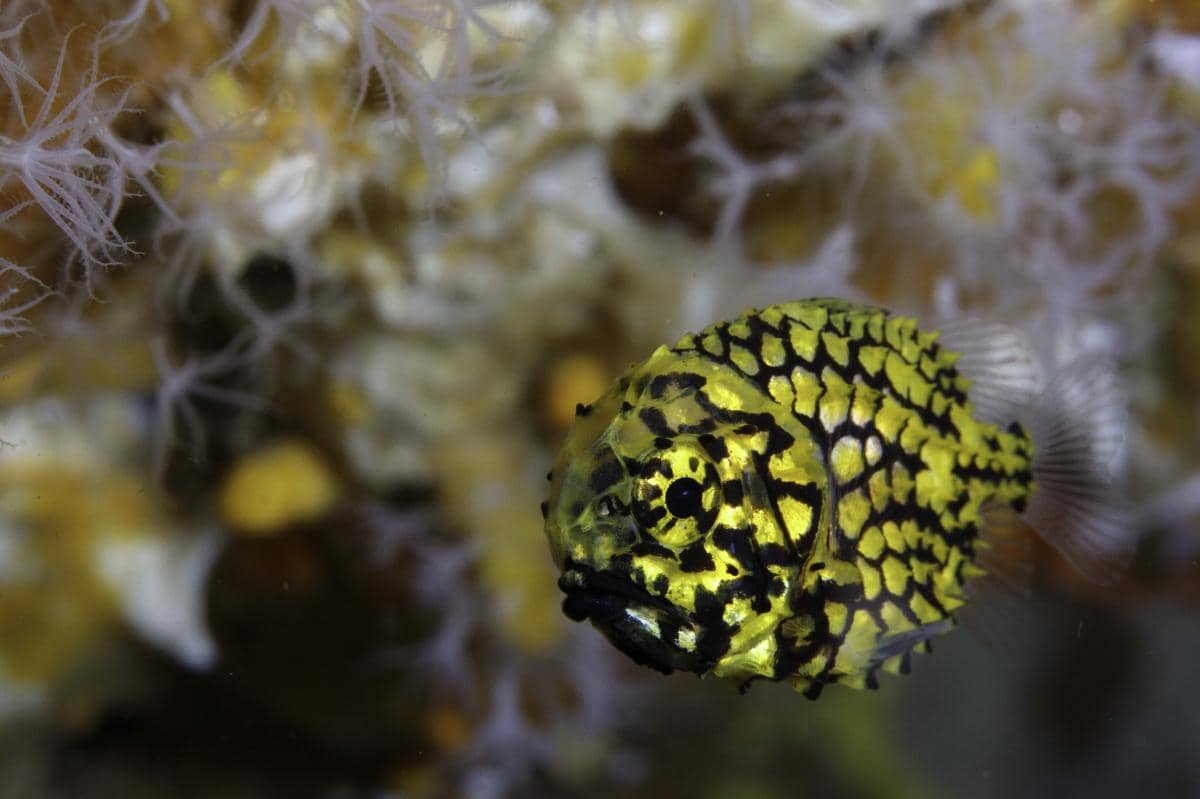 pinecone fish