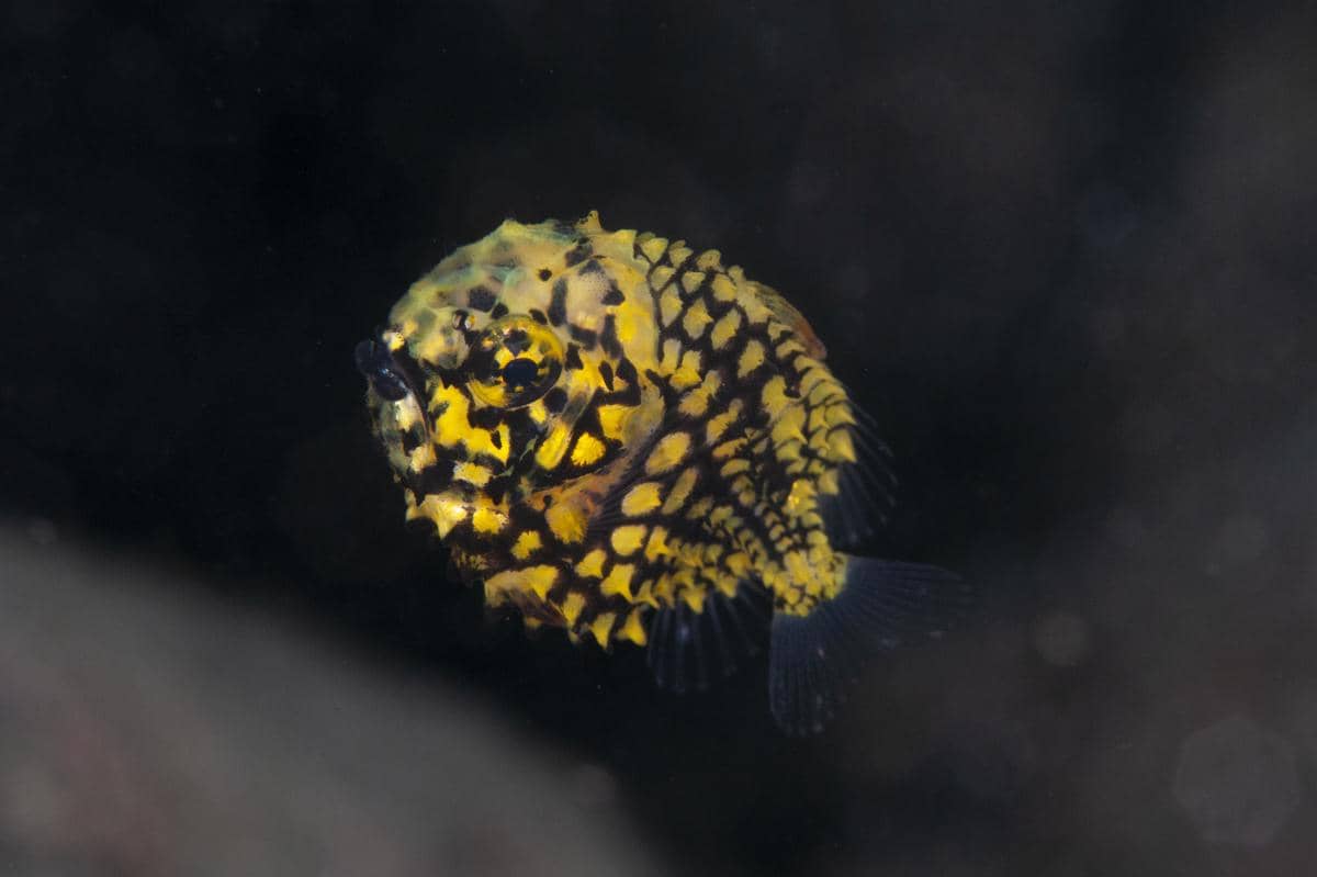 pinecone fish