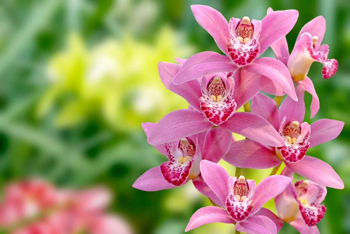 ilustrasi anggrek cymbidium pink