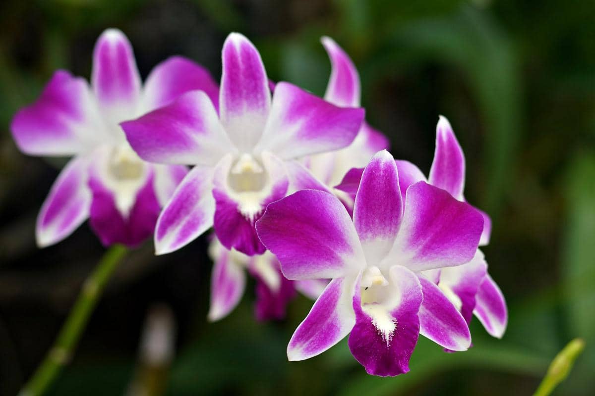 ilustrasi anggrek dendrobium pink