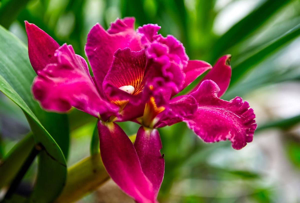 5 Tanaman Bunga Anggrek Warna Pink yang Tampilannya Mempesona