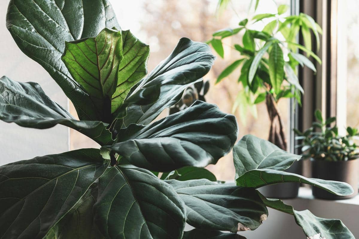 Tanaman Fiddle leaf fig