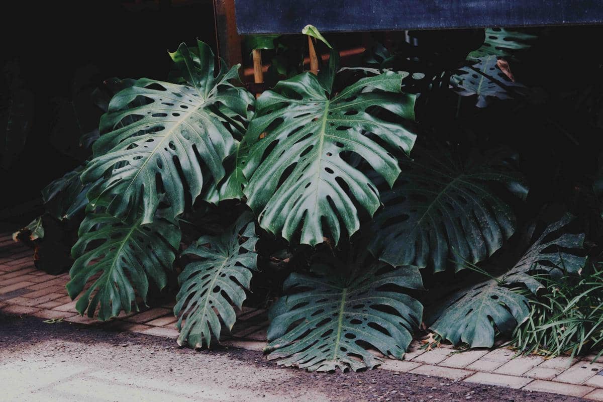 ilustrasi tanaman monstera