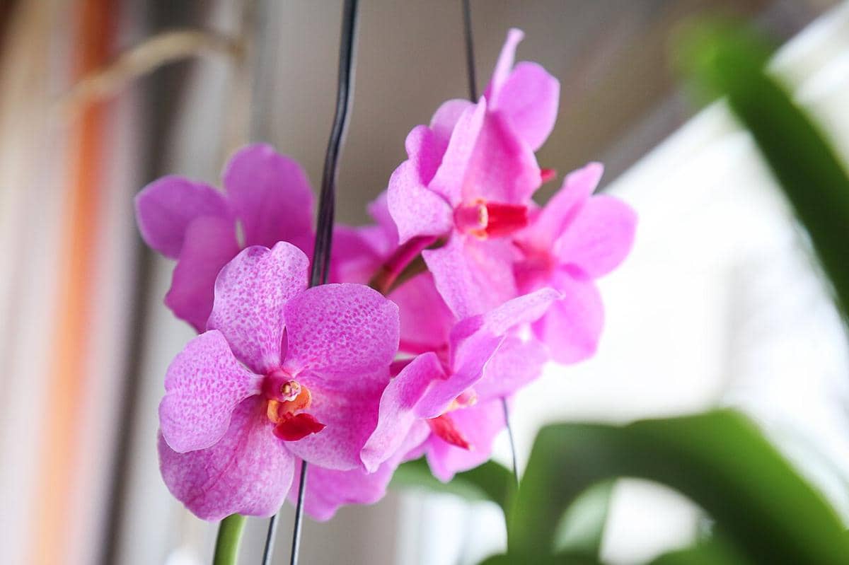 ilustrasi anggrek vanda pink