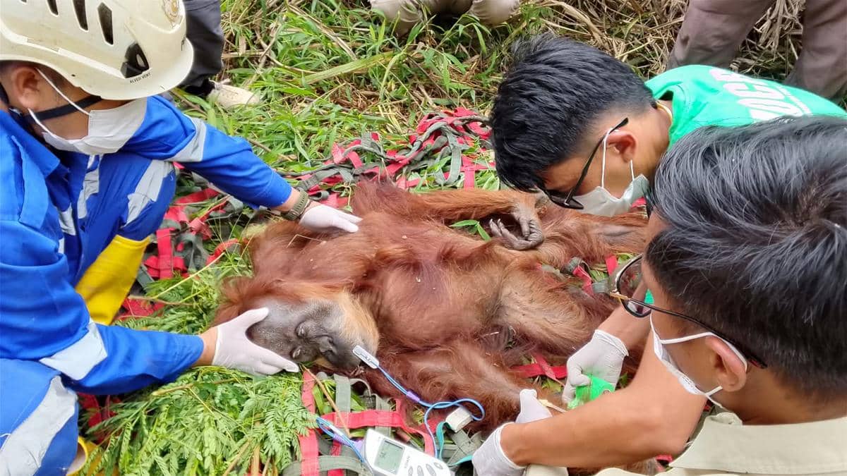 Terisolasi, Orangutan Dewasa Dievakuasi dari Kebun Warga di Aceh