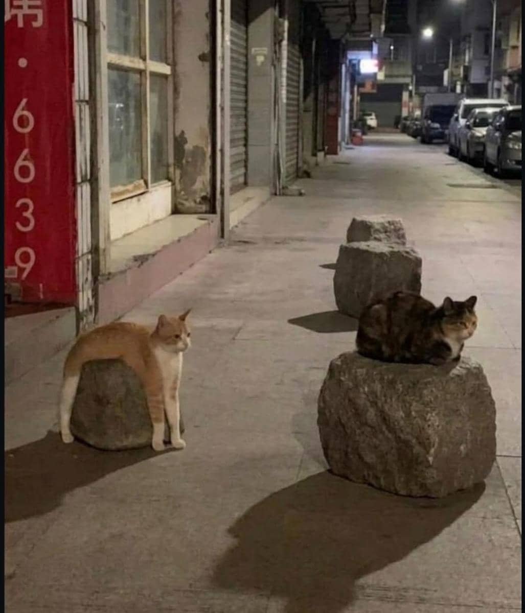 meme kucing tentang dualitas