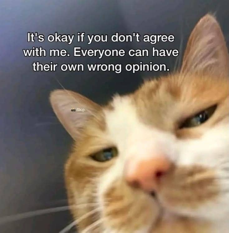 meme kucing tentang kata-kata hari ini