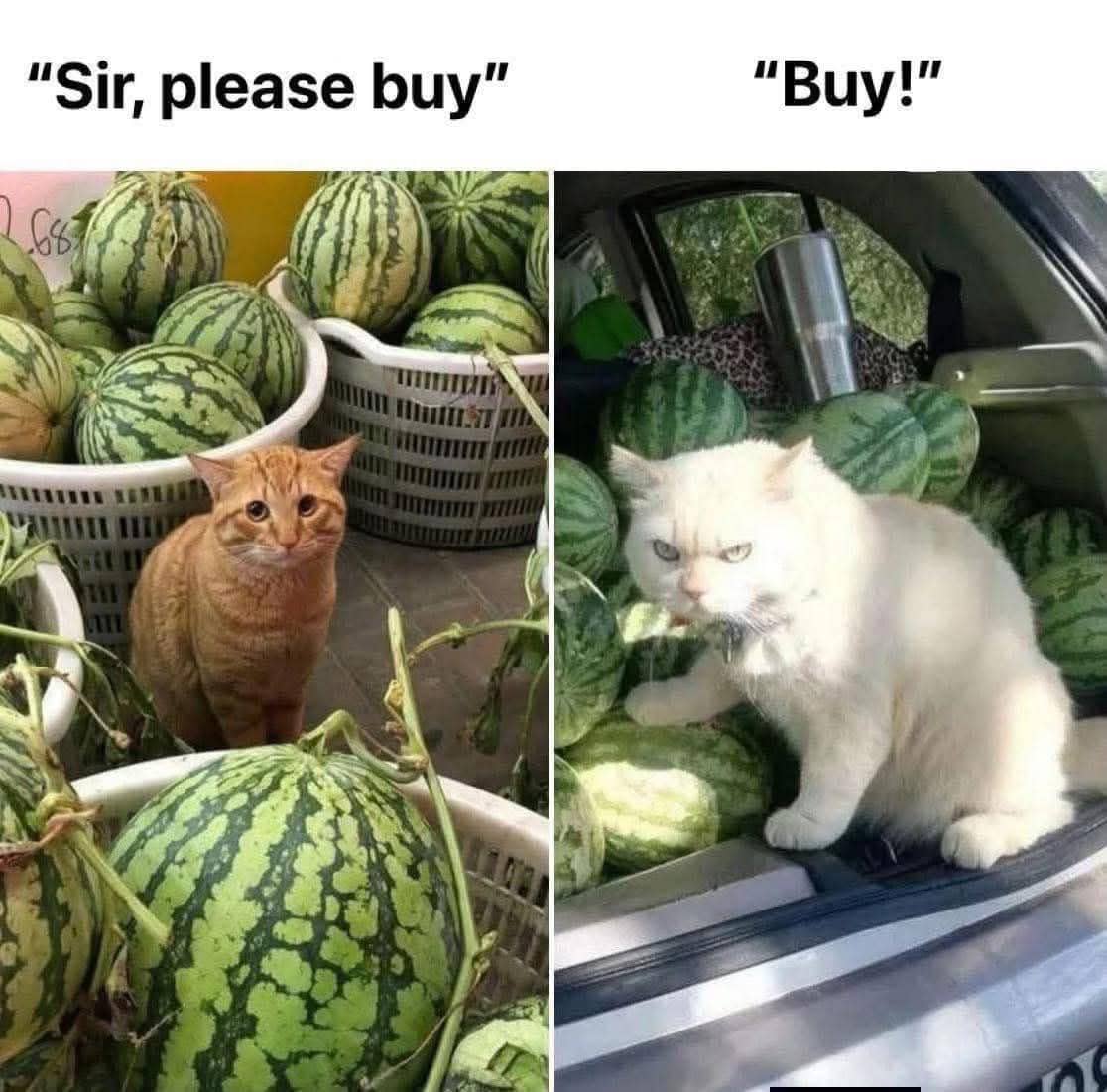 meme kucing tentang dualitas