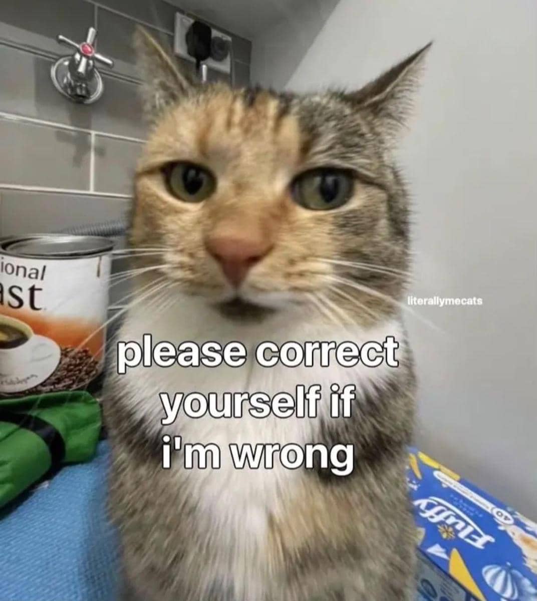 meme kucing tentang kata-kata hari ini
