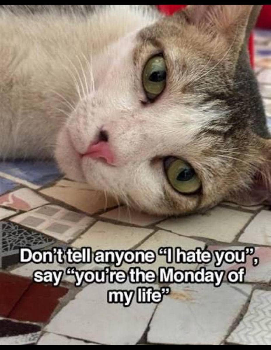 meme kucing tentang kata-kata hari ini