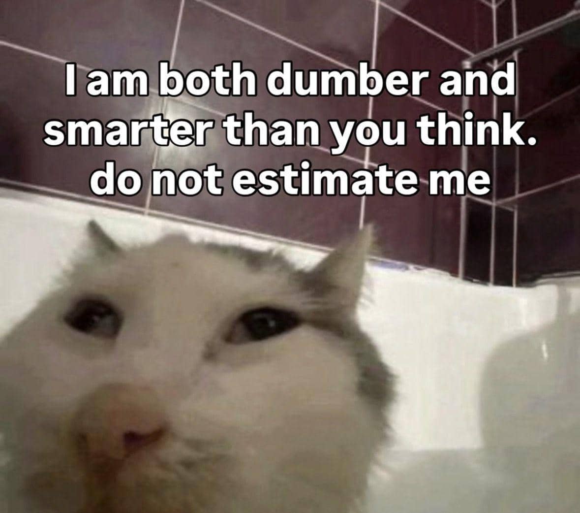 meme kucing tentang kata-kata hari ini
