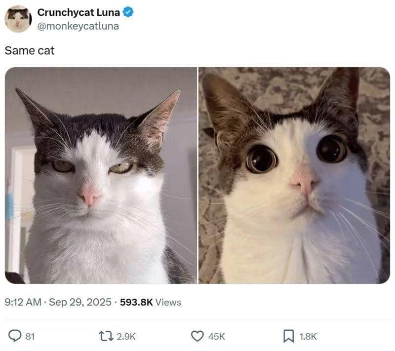 meme kucing tentang dualitas
