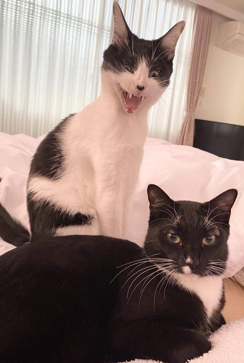 meme kucing tentang dualitas
