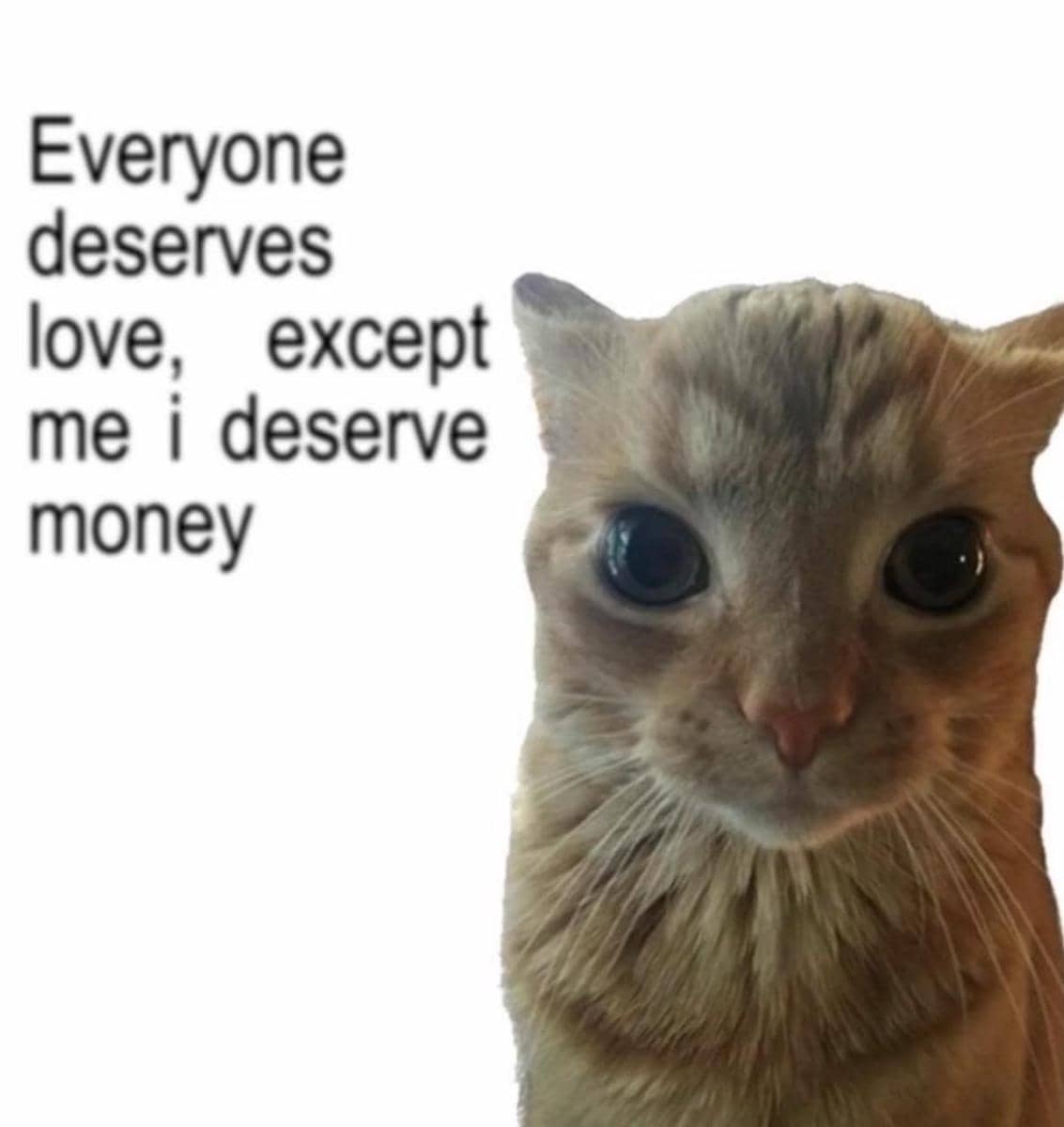 meme kucing tentang kata-kata hari ini