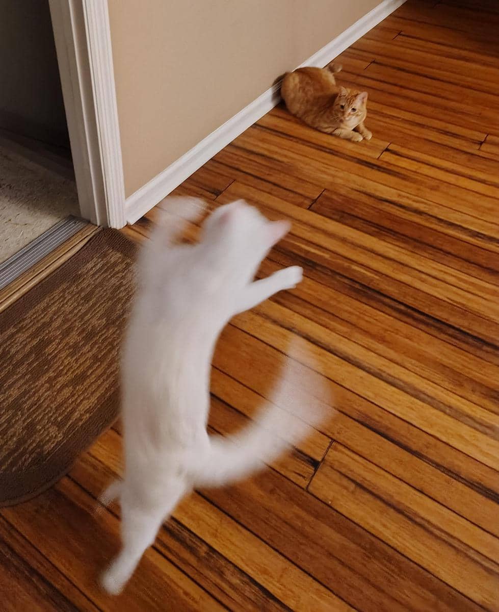 meme kucing tentang dualitas