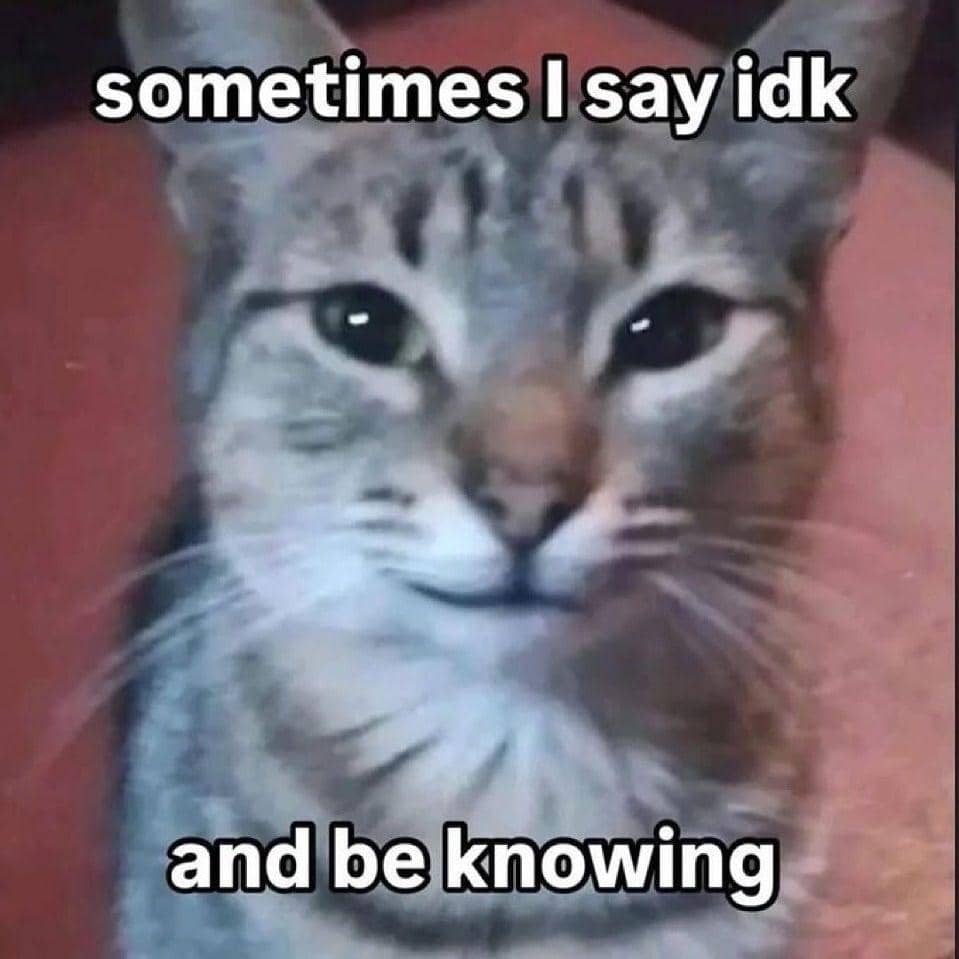 meme kucing tentang kata-kata hari ini
