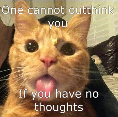 meme kucing tentang kata-kata hari ini