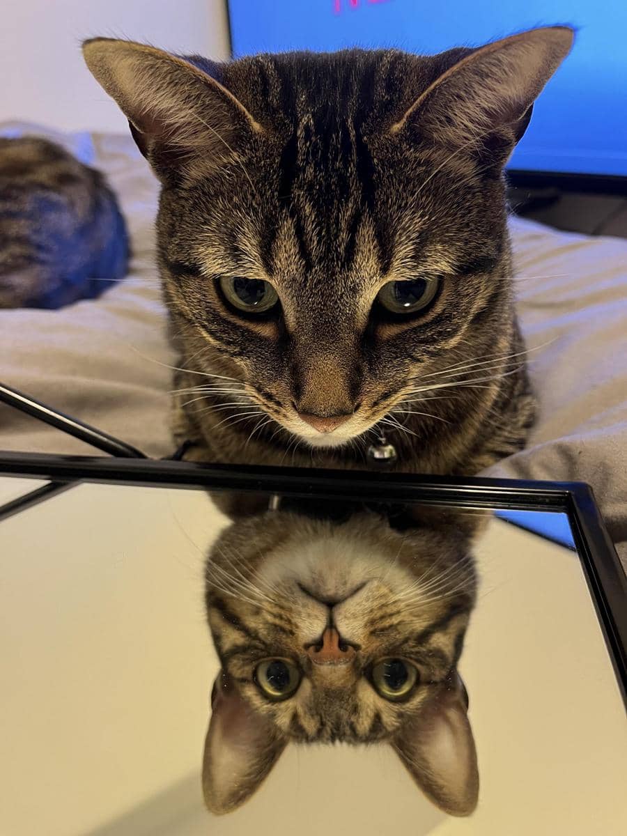 meme kucing tentang dualitas