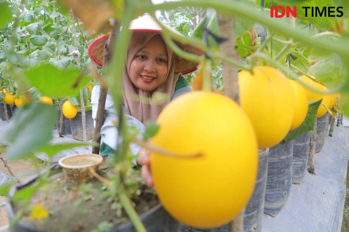 Kelompok Tani Melon Mutiara Bangkit Pasca Diterjang Bencana