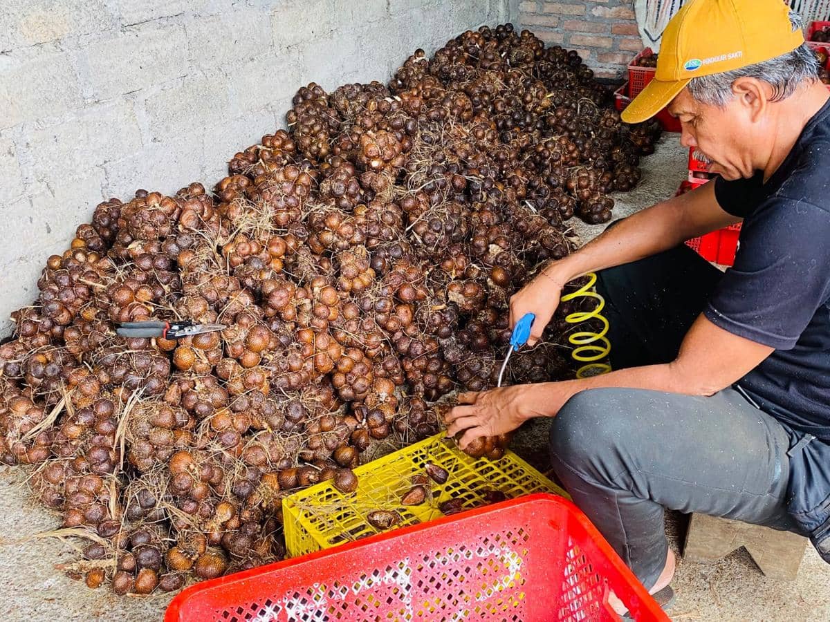 Krisis BBM Tabanan Sempat Lumpuhkan Panen Salak, Petani Rugi Rp30 Juta