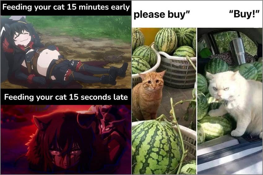 8 Meme Kucing tentang Dualitas, Emang Angin-anginan