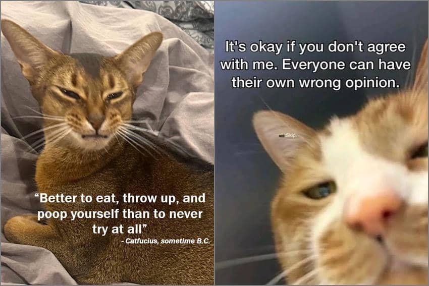 8 Meme Kucing tentang Kata-Kata Hari Ini, Memotivasi?