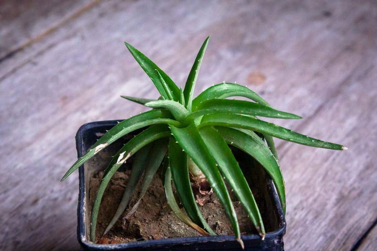 ilustrasi dyckia perak