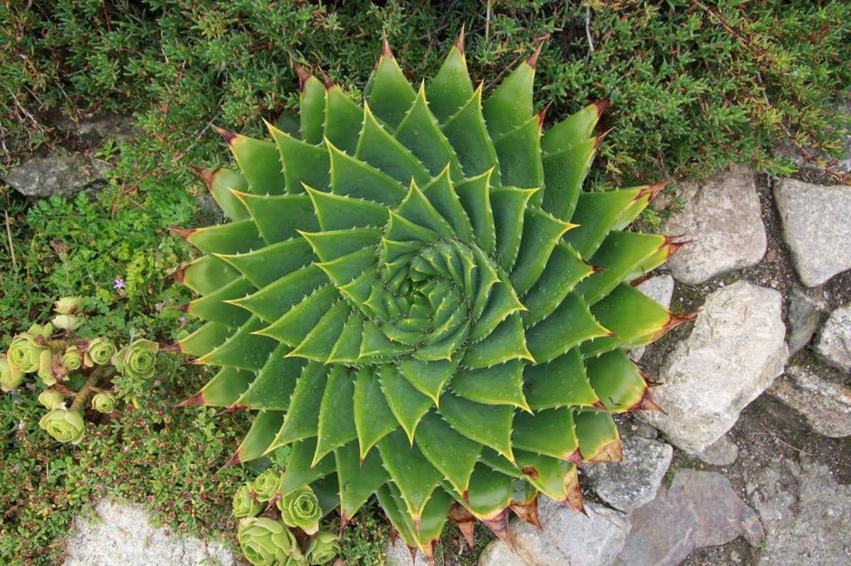ilustrasi lidah buaya spiral