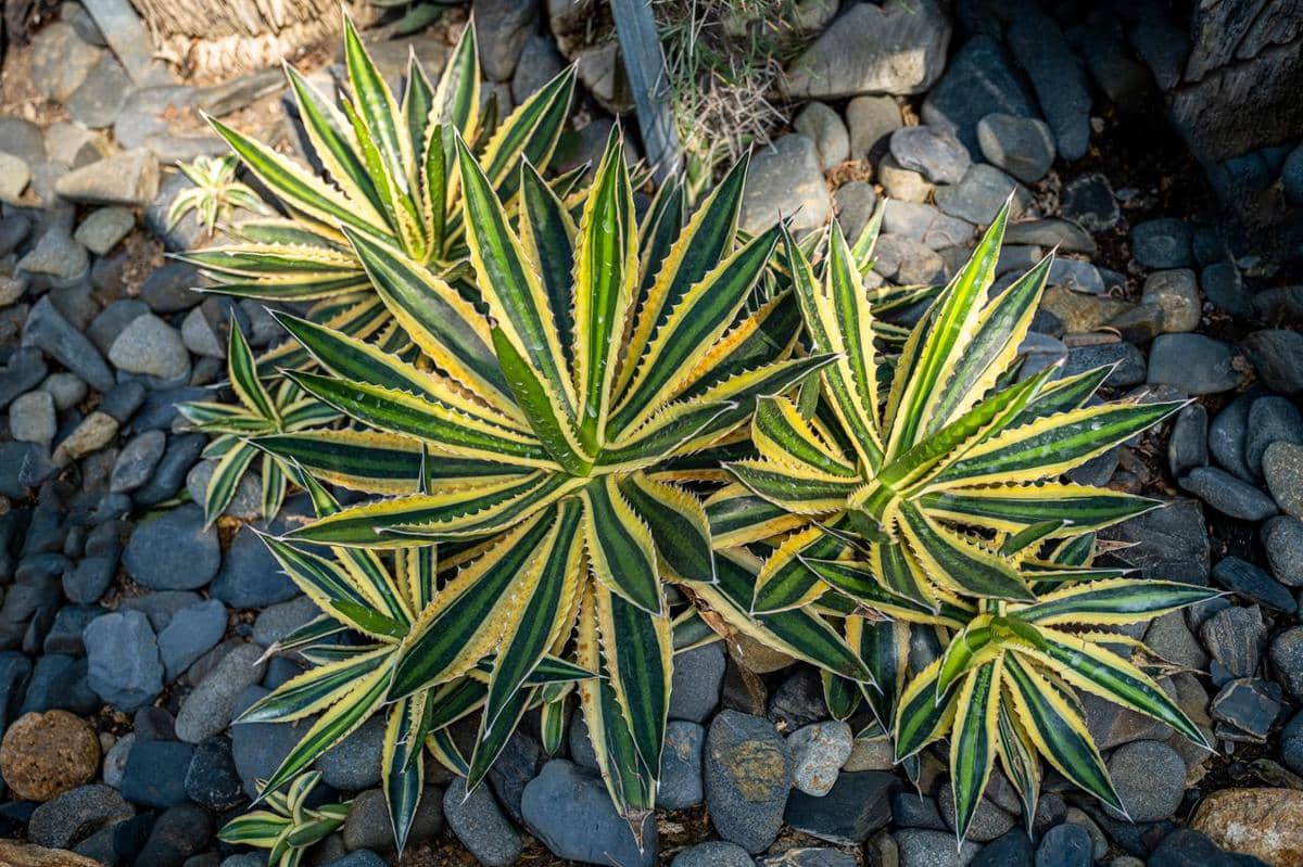 ilustrasi agave berdaun bergerigi